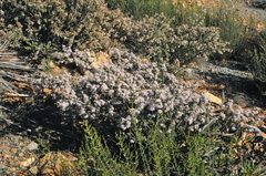 Ceanothus otayensis