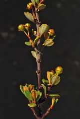Ceanothus otayensis