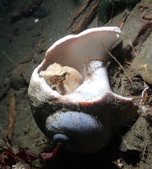 Rhamphocottus richardsonii