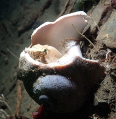 Rhamphocottus richardsonii