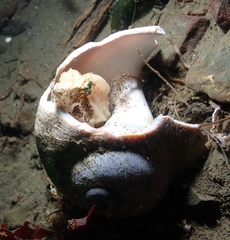 Rhamphocottus richardsonii