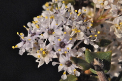 Ceanothus otayensis
