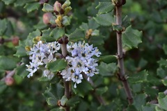 Ceanothus otayensis