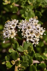 Ceanothus otayensis