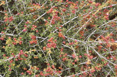 Ceanothus otayensis