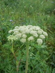 Angelica gmelinii