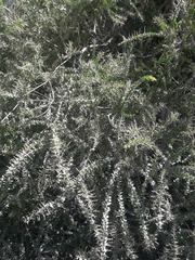 Acacia pravissima