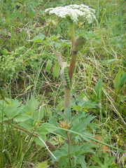 Angelica gmelinii