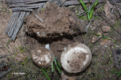 Amanita ananiceps