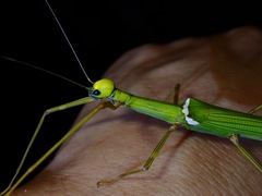 Marmessoidea rosea