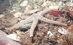 Stylasterias forreri