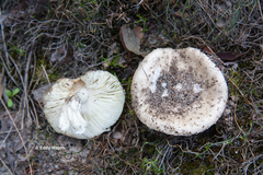 Amanita ananiceps