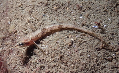 Odontopyxis trispinosa