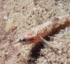 Odontopyxis trispinosa