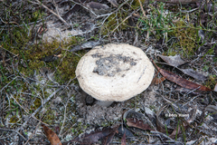 Amanita ananiceps
