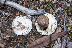 Amanita ananiceps