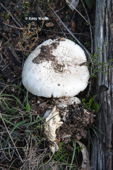Amanita ananiceps