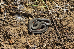 Diadophis punctatus vandenburgii