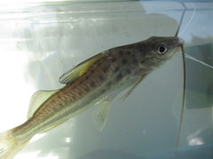 Pimelodus pintado