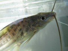 Pimelodus pintado
