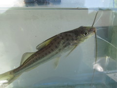 Pimelodus pintado