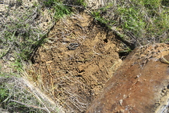 Diadophis punctatus vandenburgii