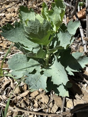 Romneya coulteri