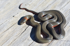 Diadophis punctatus vandenburgii