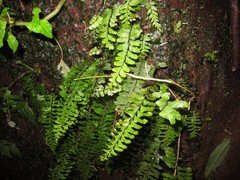 Hymenasplenium unilaterale