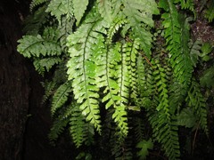 Hymenasplenium unilaterale