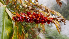 Hedychium spicatum