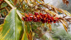 Hedychium spicatum