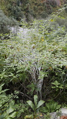 Rubus biflorus