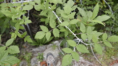 Rubus biflorus