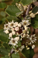 Ceanothus otayensis