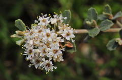 Ceanothus otayensis