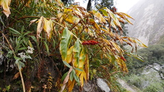 Hedychium spicatum