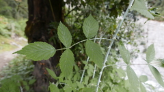 Rubus biflorus