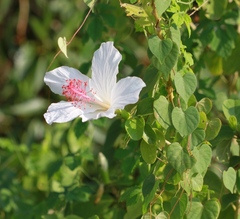 Hibiscus arnottianus