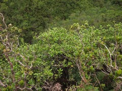 Kadua munroi