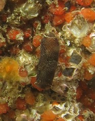 Aglaja ocelligera