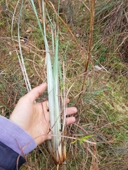 Andropogon cretaceus image