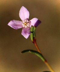 Boronia filifolia