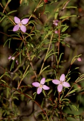 Boronia filifolia