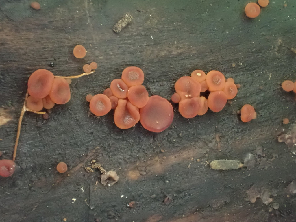 Coryne tasmanica from Ada Tree Walk, Ada VIC 3833, Australia on ...