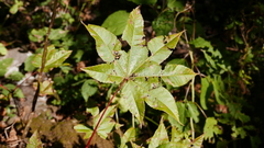 Acer campbellii