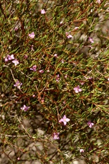 Boronia filifolia