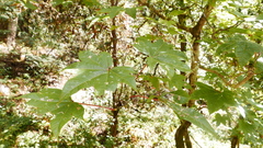 Acer campbellii