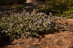 Ceanothus pinetorum