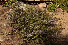 Ceanothus pinetorum